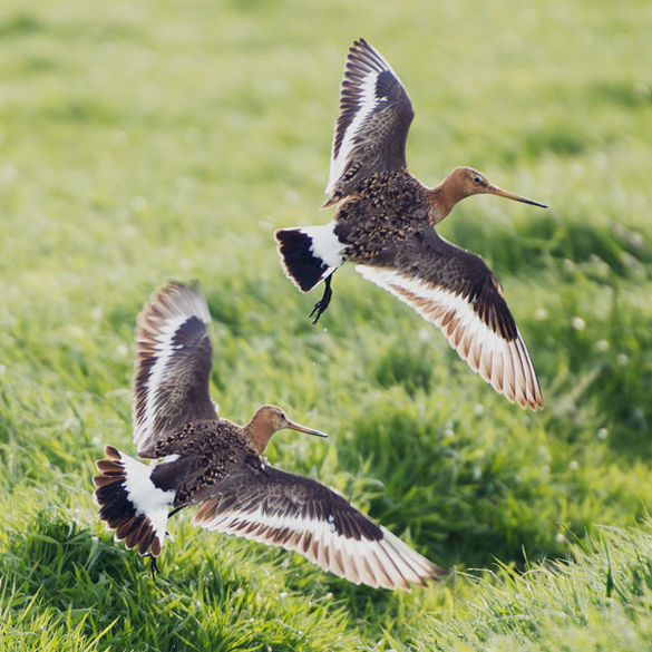 Bild mit zwei Vögel im Flug