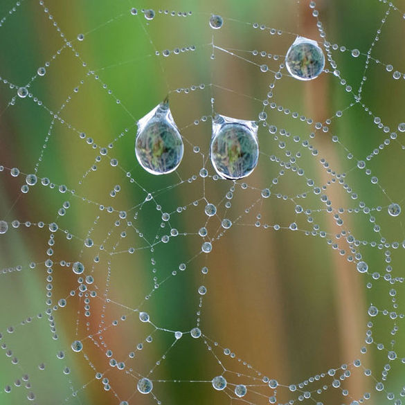 Bild Spinnennetz mit Wassertropfen