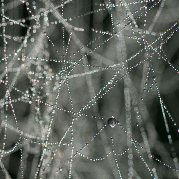 Bild Spinnennetze mit Tau
