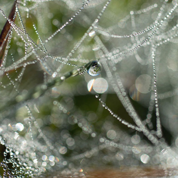 Bild Spinnennetz mit Wassertropfen