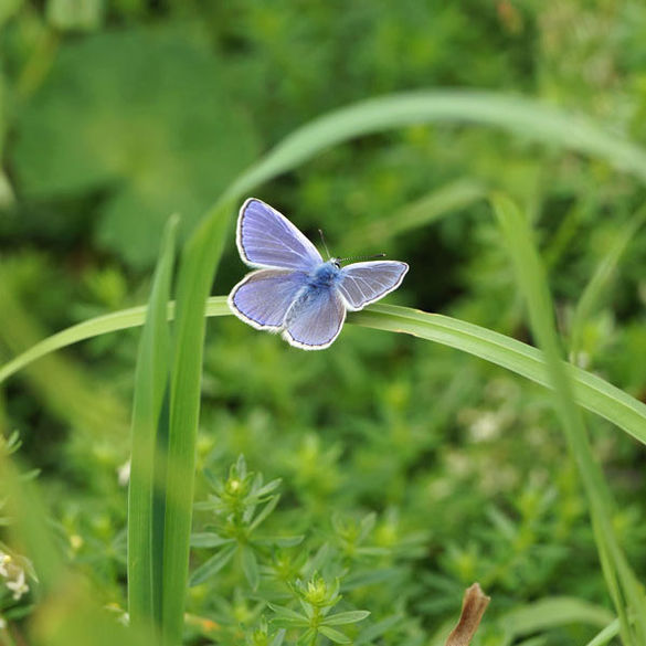 Bild mit blauem Schmetterling